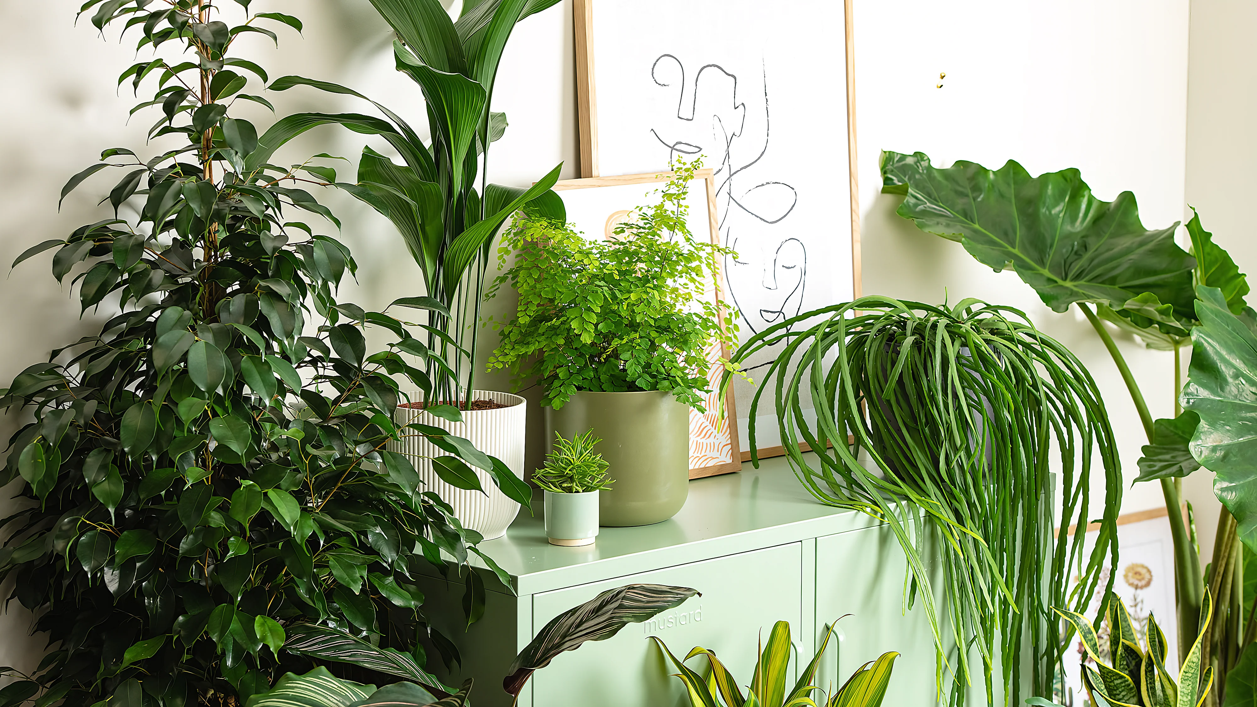Grow Your Dream Indoor Jungle