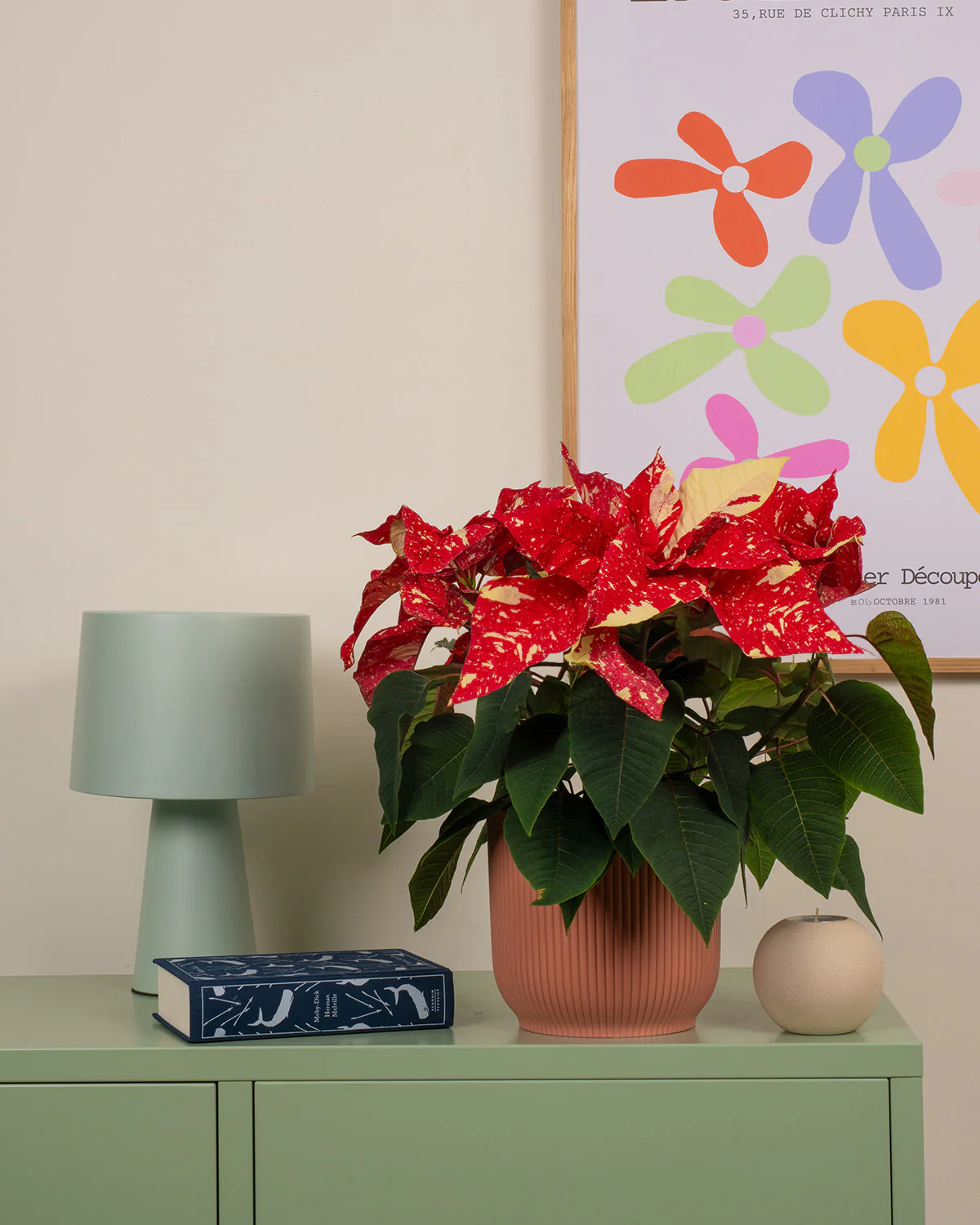 Christmas Trees & Plants
